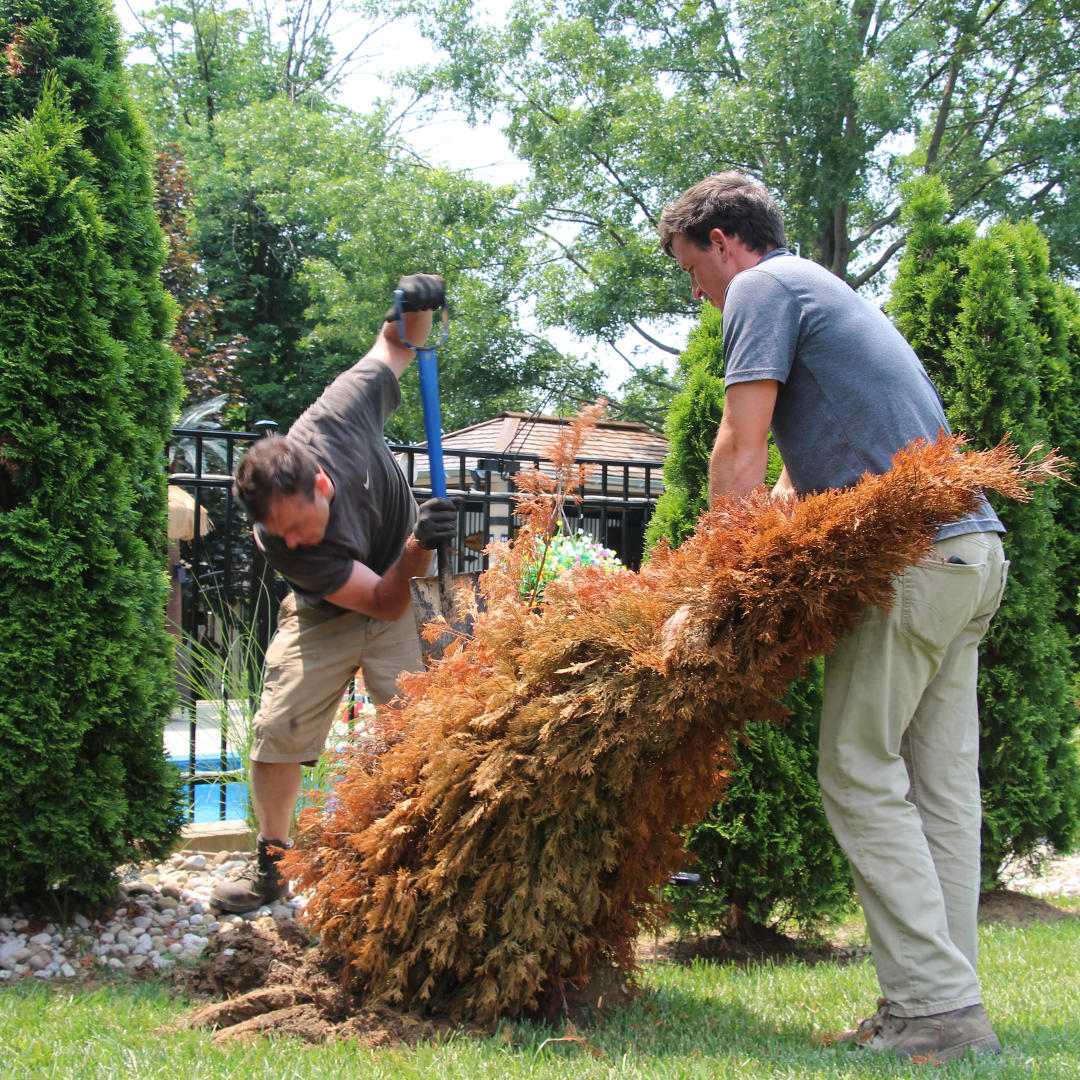 Tree removal and installation